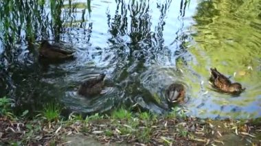 Göletteki ördekler. Yavaş çekim.