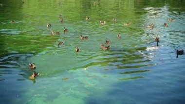 Göletteki ördekler. Yavaş çekim.