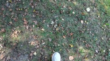 Park ve gölet. Yavaş çekim.