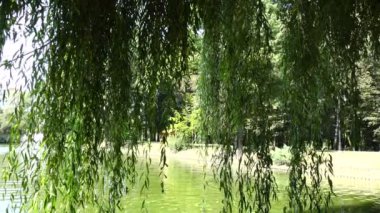 Göletin üzerinde söğüt dalları var. Yavaş çekim.
