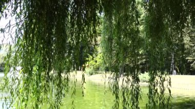 Göletin üzerinde söğüt dalları var. Yavaş çekim.