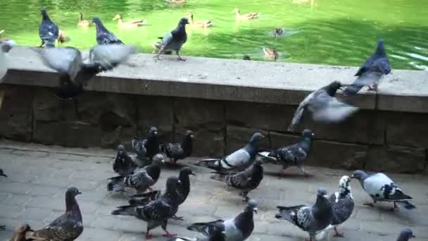 Pigeon Près Étang Mouvement Lent — Video