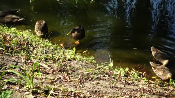 Bebek Dalam Kolam Gerakan Lambat — Stok Video