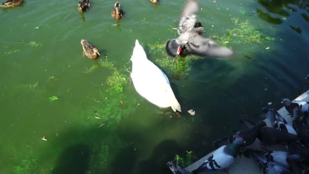 Patos Numa Lagoa Cisnes Numa Lagoa Movimento Lento — Vídeo de Stock