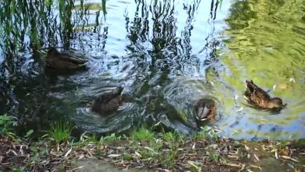 Ducks Pond Slow Motion — Stock Video