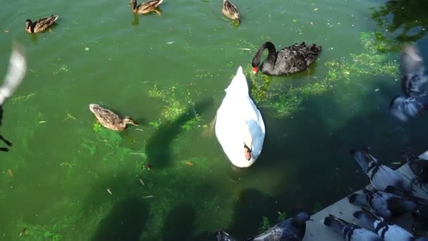 池の中のアヒル 池に白鳥 スローモーション — ストック動画