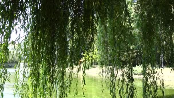 Willow Branches Pond Slow Motion — Stock Video