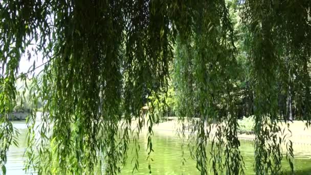 池の上に柳の枝 スローモーション — ストック動画