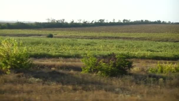 Campos Agrícolas Disparos Movimiento — Vídeo de stock