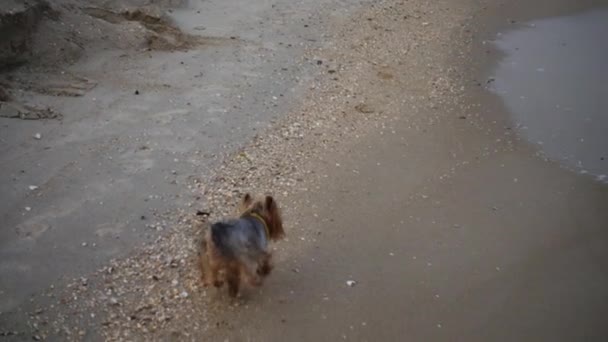 Yorkshire Terrier Corre Playa Arena Movimiento Lento — Vídeo de stock