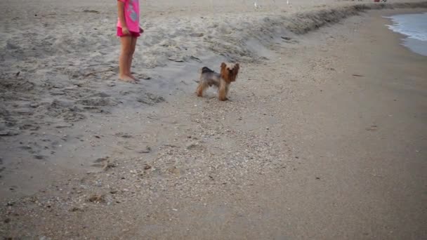 Yorkshire Terriër Loopt Het Zandstrand Langzame Beweging — Stockvideo