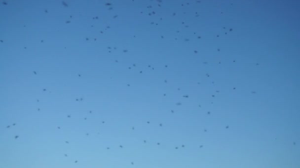 Myggor Skyn Långsamma Rörelser — Stockvideo