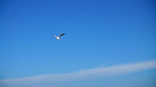 Gaivotas Voam Sobre Mar Movimento Lento — Vídeo de Stock