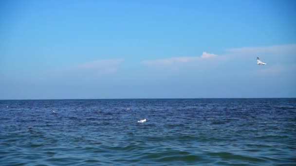 Martılar Denizin Üzerinde Uçar Yavaş Çekim — Stok video