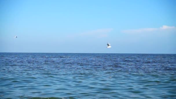 Las Gaviotas Vuelan Sobre Mar Movimiento Lento — Vídeos de Stock