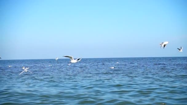 Seagulls Fly Sea Slow Motion — Stock Video