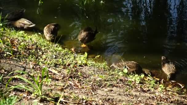 Patos Numa Lagoa Movimento Lento — Vídeo de Stock