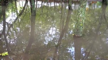 Yağmurdan sonra parkta su birikintisi. Sudaki ağaçlar.