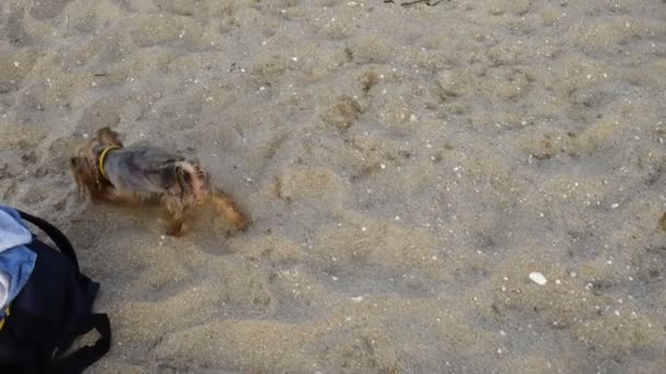 约克郡的小狗在海滩上 夏天的枪战 — 图库视频影像