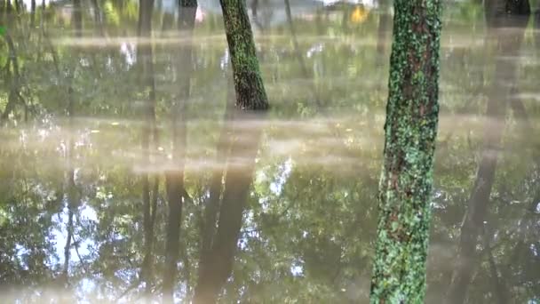 Puddle Parque Depois Uma Chuva Árvores Água — Vídeo de Stock