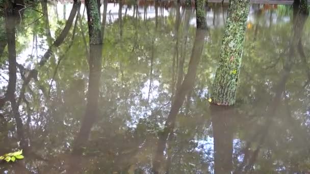 Puddle dans le parc après une pluie. Arbres dans l'eau .