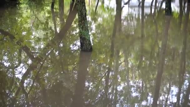 Puddle dans le parc après une pluie. Arbres dans l'eau .