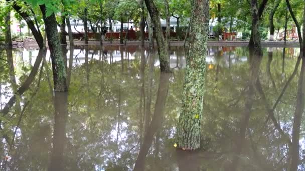 Pöla Parken Efter Ett Regn Träd Vatten — Stockvideo