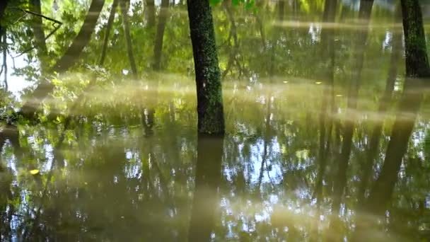 雨后挤进公园里去 水中的树 — 图库视频影像