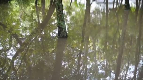 Puddle dans le parc après une pluie. Arbres dans l'eau .