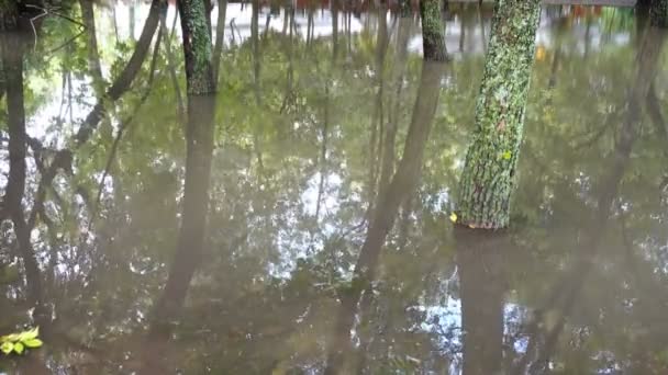 Puddle Dans Parc Après Une Pluie Arbres Dans Eau — Video