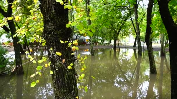 雨の後 公園に水たまり 水に木 — ストック動画