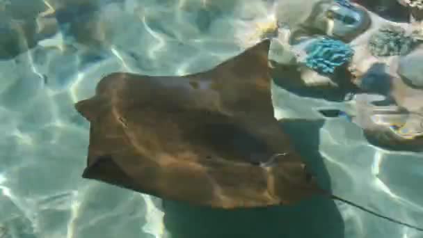 Batoidea. Poisson à rayons électriques. Tournage dans l'après-midi .