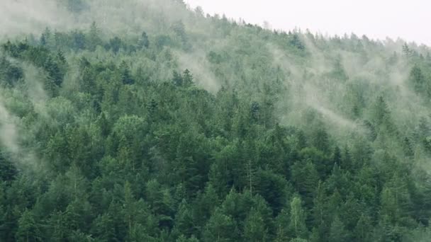 Vapor Sobre Montanhas Depois Uma Chuva Tiro Montanhas — Vídeo de Stock