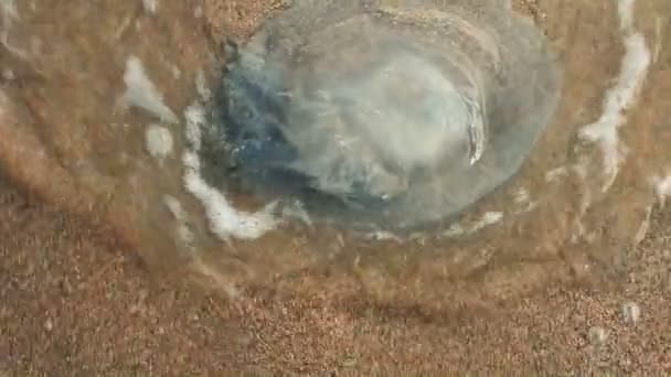 Μέδουσες Στην Άμμο Πυροβολισμοί Στην Ακτή Της Θάλασσας — Αρχείο Βίντεο