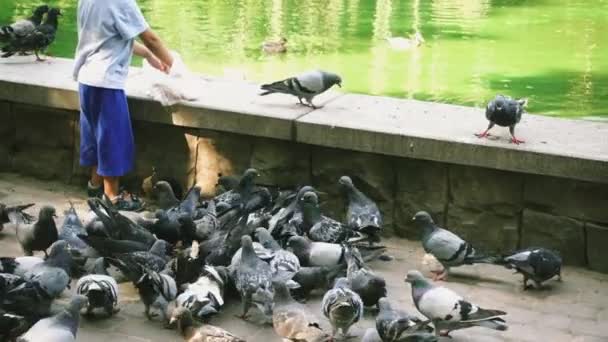 Çocuk Gölün Yanındaki Parkta Güvercinleri Besler Yavaş Çekim — Stok video