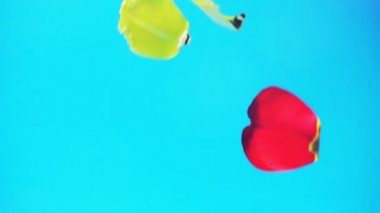 Düşen lalelerin yaprakları. Ağır çekim. Çiçek atıyoruz..