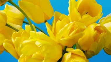 Lale vurmak, tomurcuk açmak. Zaman ayarlı. Ateş eden laleler.