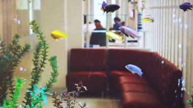 Diş kliniğindeki güzel akvaryum. Duvar ve arkaplan yerine akvaryum..