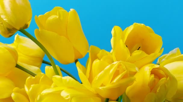 Strzelanie Tulipanów Otwieranie Pączków Czas Ucieka Tulipany — Wideo stockowe