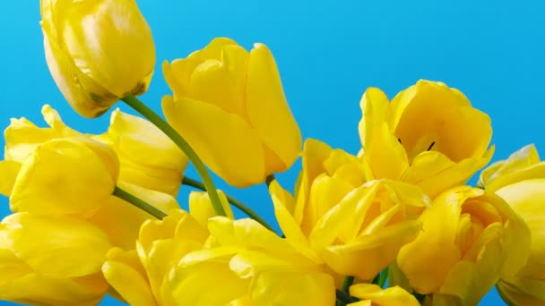Strzelanie Tulipanów Otwieranie Pączków Czas Ucieka Tulipany — Wideo stockowe