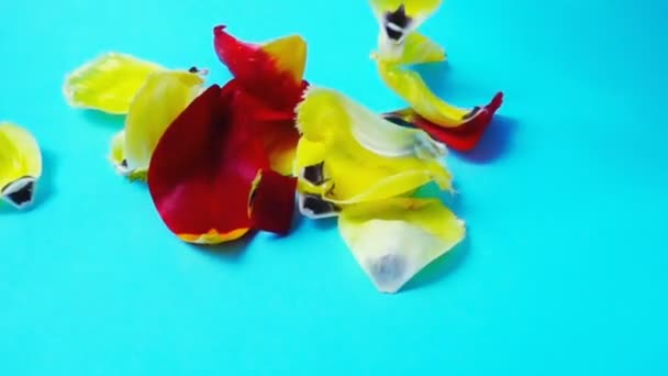 チューリップの花びら スローモーション 花の撮影 — ストック動画