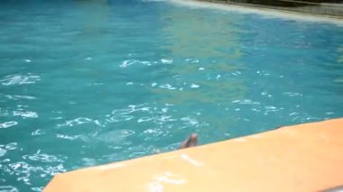 Yunuslar havuzda. Canlı yunuslar.