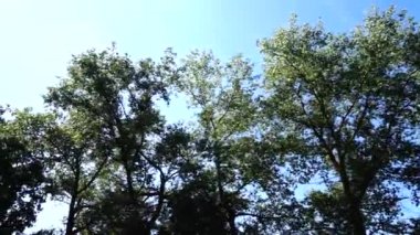 Ağaçların tepesi. Harekette çekim..