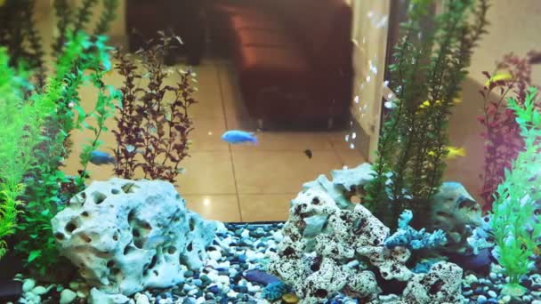 Schönes Aquarium Der Zahnklinik Ein Aquarium Statt Wand Und Hintergrund — Stockvideo