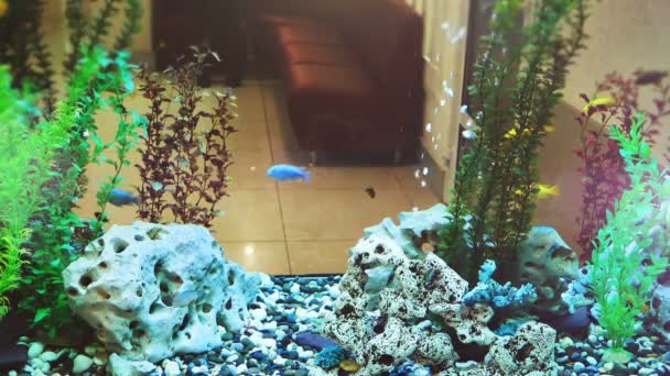 Mooi Aquarium Tandheelkundige Kliniek Een Aquarium Plaats Van Een Muur — Stockvideo