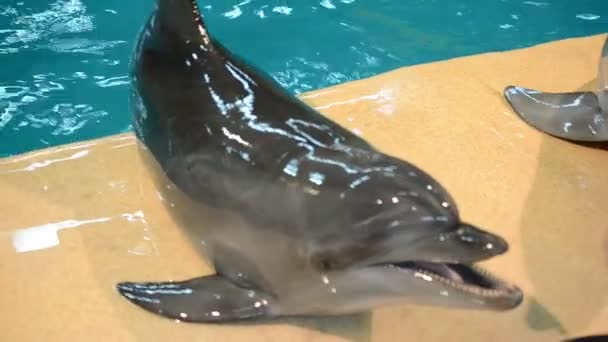 海豚在游泳池里 活海豚 — 图库视频影像