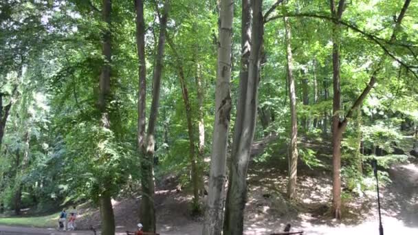 Orman Parkı Yazın Çekim — Stok video