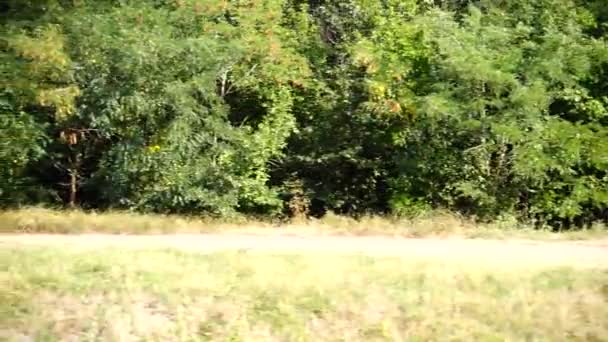 Wald Und Straße Schießen Der Bewegung — Stockvideo