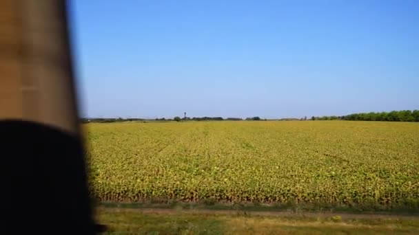 Campo Agrícola Tiro Movimento — Vídeo de Stock