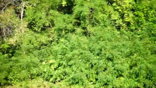 Tir du bois. Tir dans le mouvement .